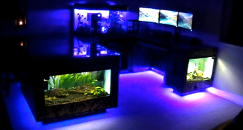 Kingfisher Decor - Video - Desk & Fish Tanks